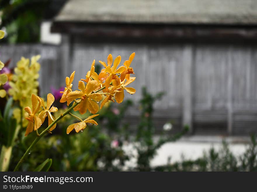 Beautiful Yellow Mokara Thai orchids on isolated or group with natural blur background, photo taken after the rain fall with some selective focus. Beautiful Yellow Mokara Thai orchids on isolated or group with natural blur background, photo taken after the rain fall with some selective focus.