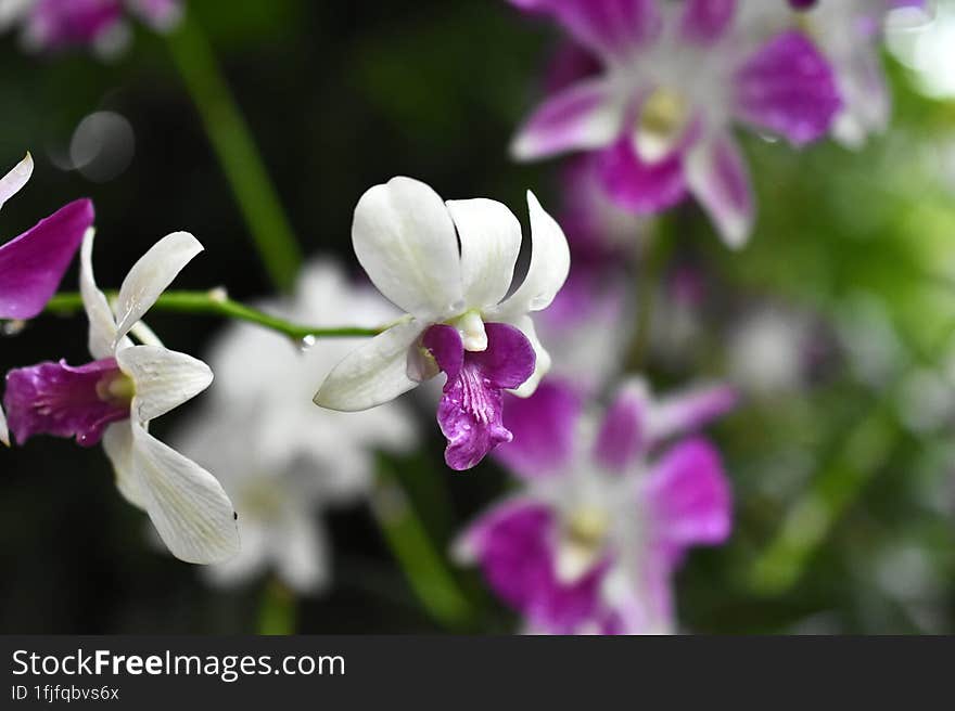 Thai Orchids in White Lavender color with natural blur background