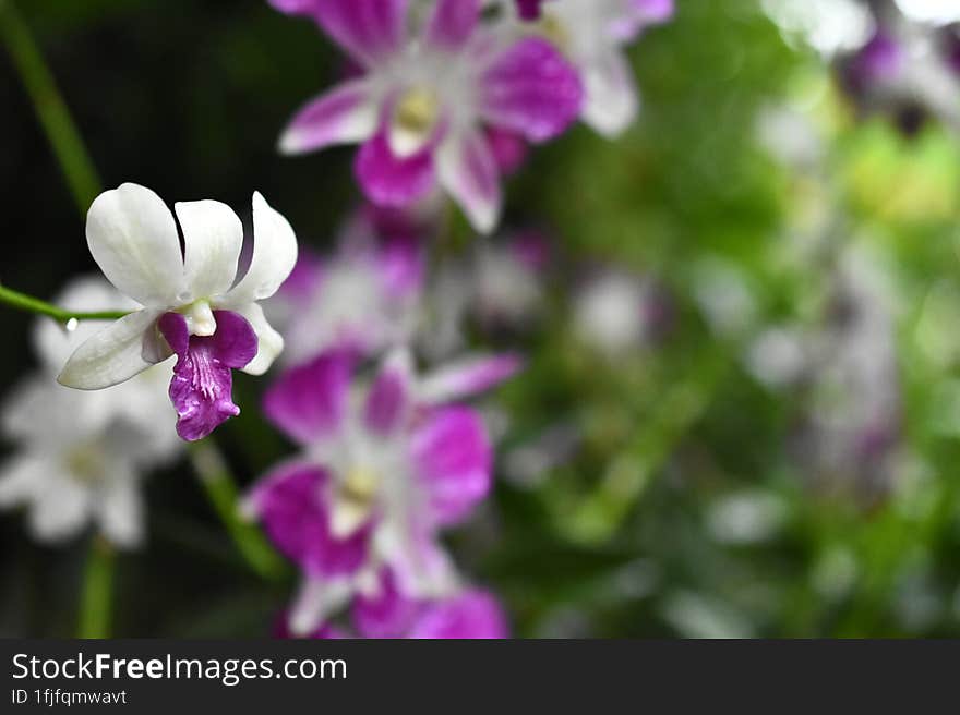 Beautiful Thai Orchid lavender flowers in isolated or group on white purple color with natural blur background, photo taken after the rain fall with some selective focus. Beautiful Thai Orchid lavender flowers in isolated or group on white purple color with natural blur background, photo taken after the rain fall with some selective focus.