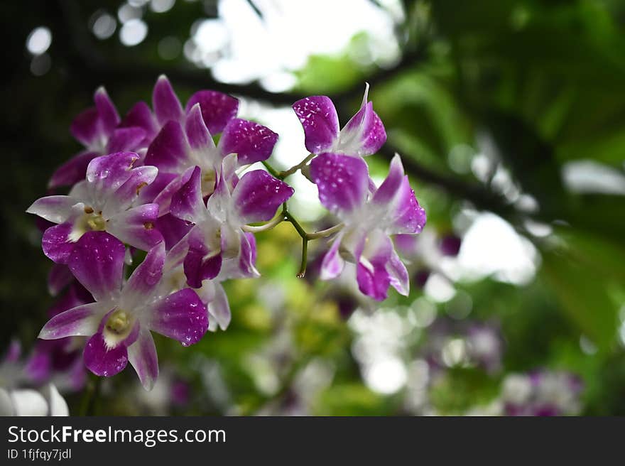 Thai Orchids in White Lavender color with natural blur background