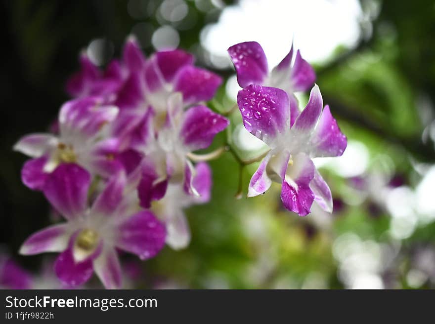 Thai Orchids In White Lavender Color With Natural Blur Background