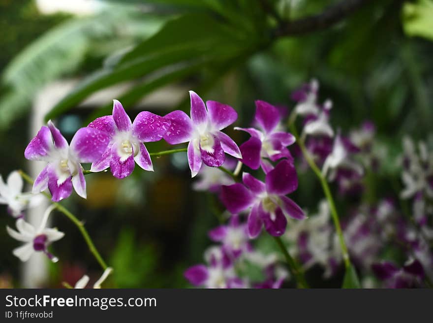 Thai Orchids In White Lavender Color With Blur Background