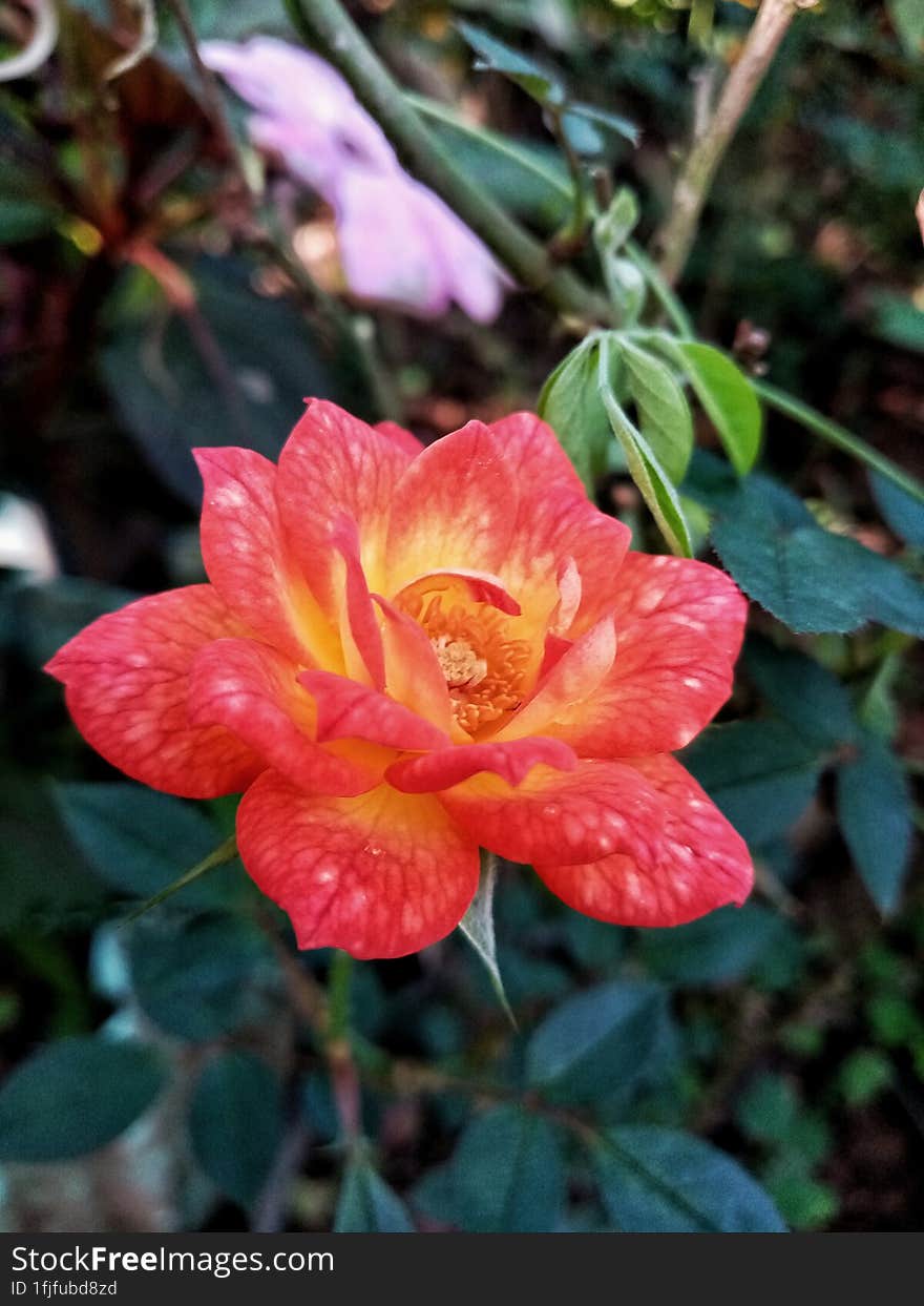 A background image with a red rose