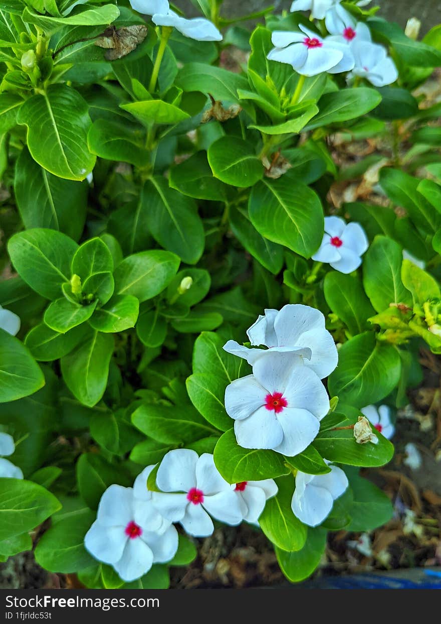 It& X27 S A White Beautiful Flower