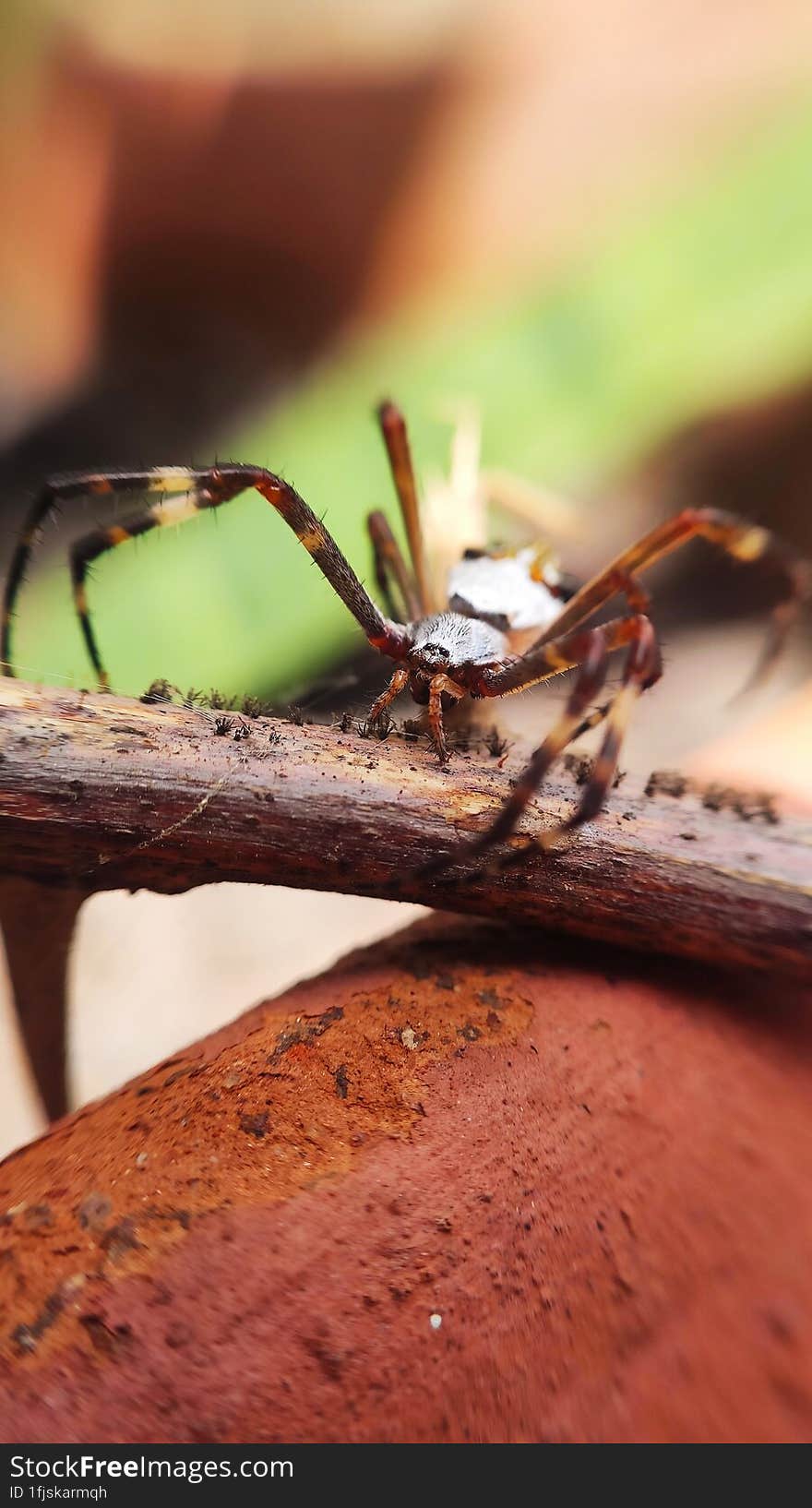 spider close up in the garden