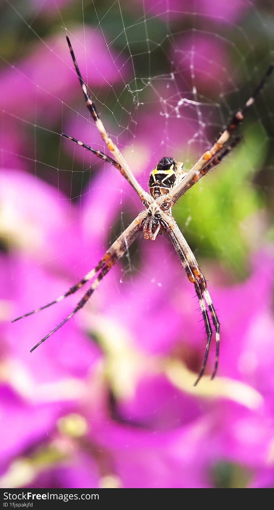 spider close up macro in the garden