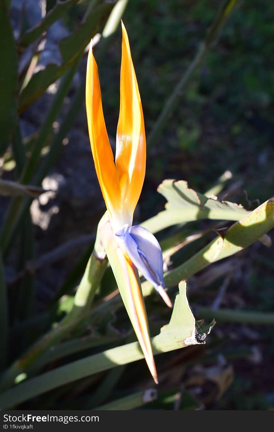 Bird of paradise & x28 Strelitzia reginae& x29  is considered to be the official flower of Los Angeles.