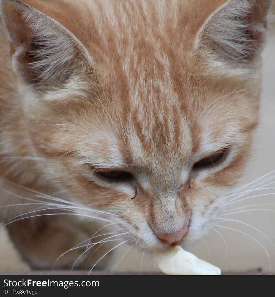 When it comes to feeding your pet human food, you want to make sure you are being safe. If you're looking to give your furry friend a cheesy treat, it may not be the best idea. Read on to learn if cats can eat cheese. When it comes to feeding your pet human food, you want to make sure you are being safe. If you're looking to give your furry friend a cheesy treat, it may not be the best idea. Read on to learn if cats can eat cheese.