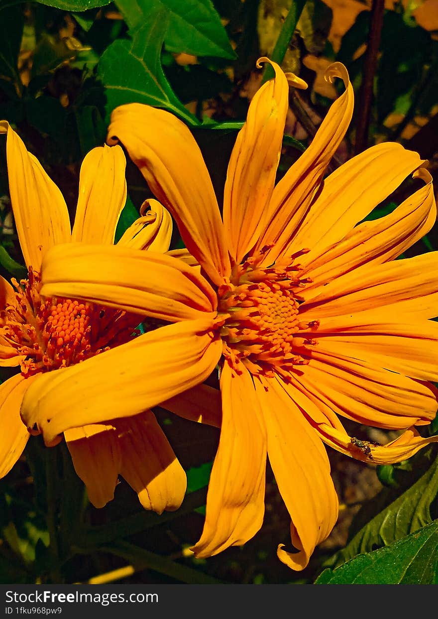 beautiful flowers from the western countryside of Brazil