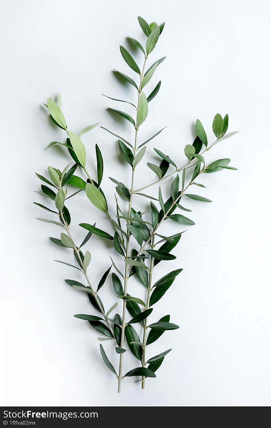 Fresh olive branch with leaves isolated on white background.