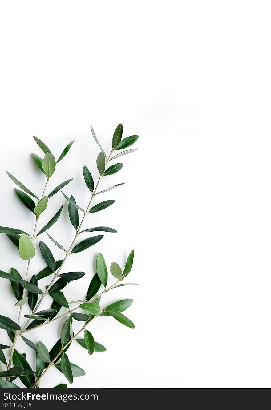 Fresh olive branch with leaves isolated on white background.