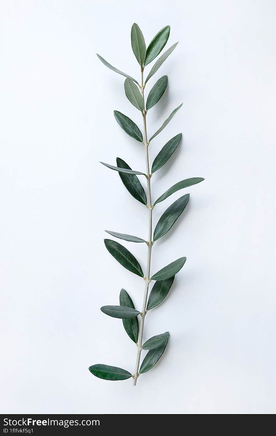 Fresh olive branch with leaves isolated on white background.