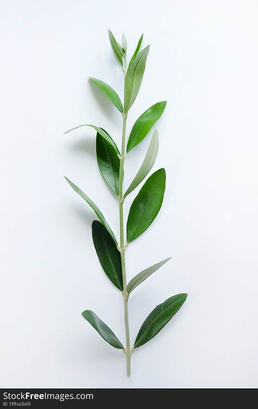 Fresh Olive Branch With Leaves  On White Background.