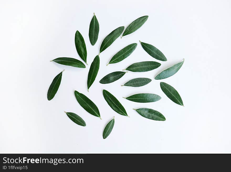 Fresh Olive Branch With Leaves  On White Background.