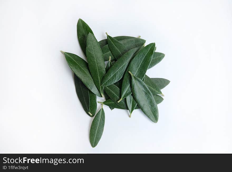 Fresh olive branch with leaves  on white background.