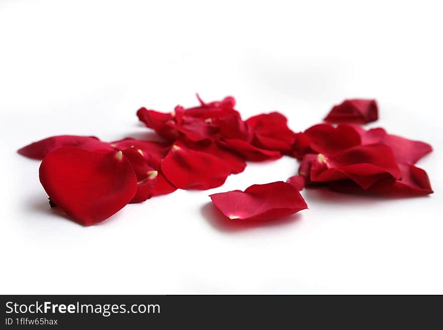 Red rose petals  on white background.