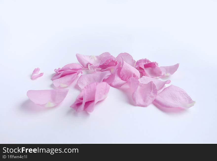 Pink rose petals  on white background.