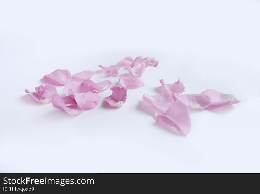 Pink rose petals  on white background.