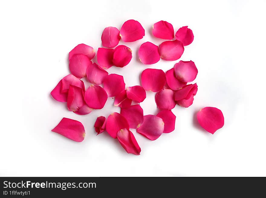 Pink rose petals  on white background.