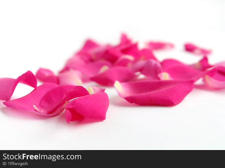 Pink rose petals  on white background.