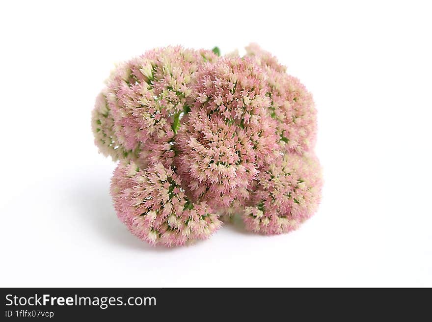 Orpine flowers on a white background