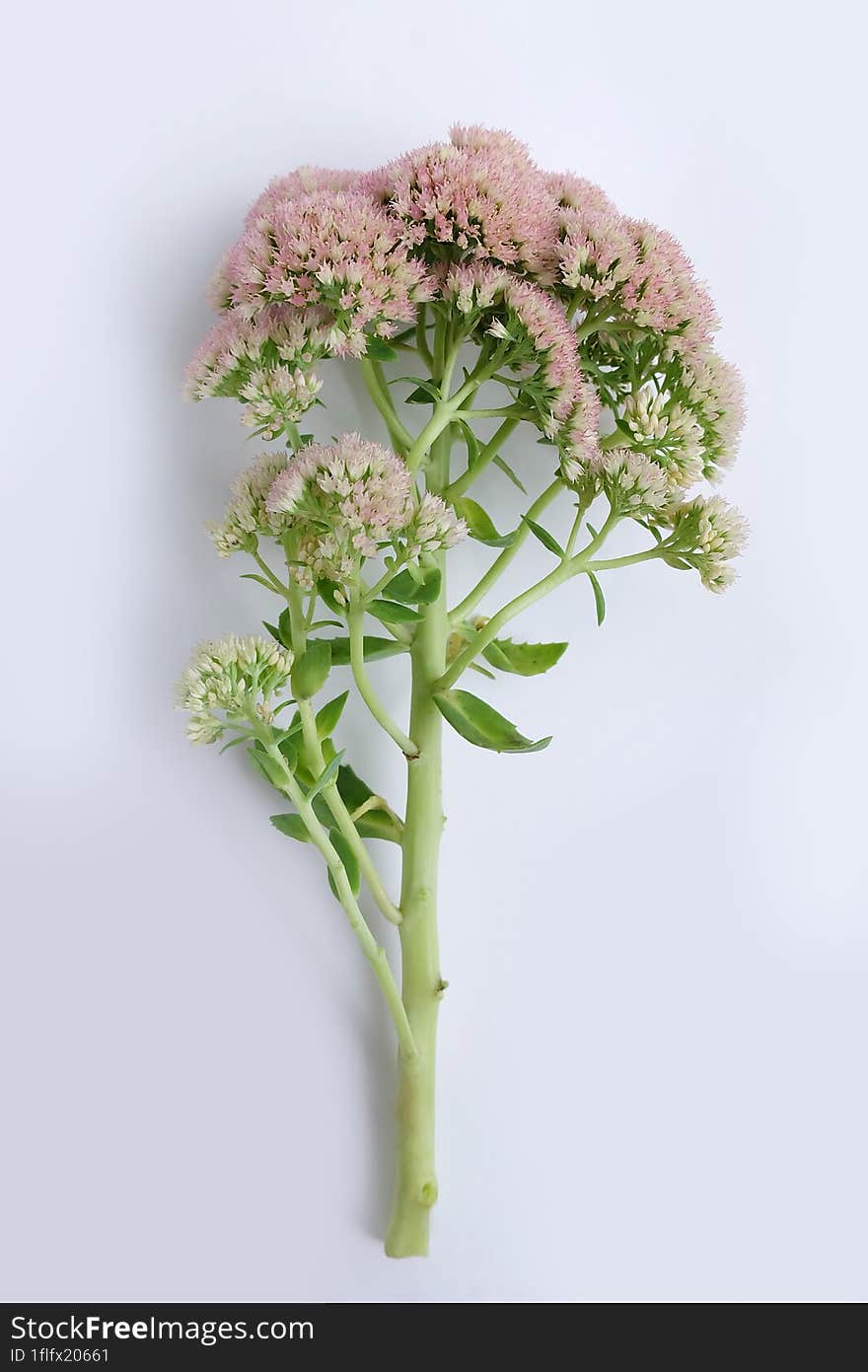 Orpine flowers on a white background