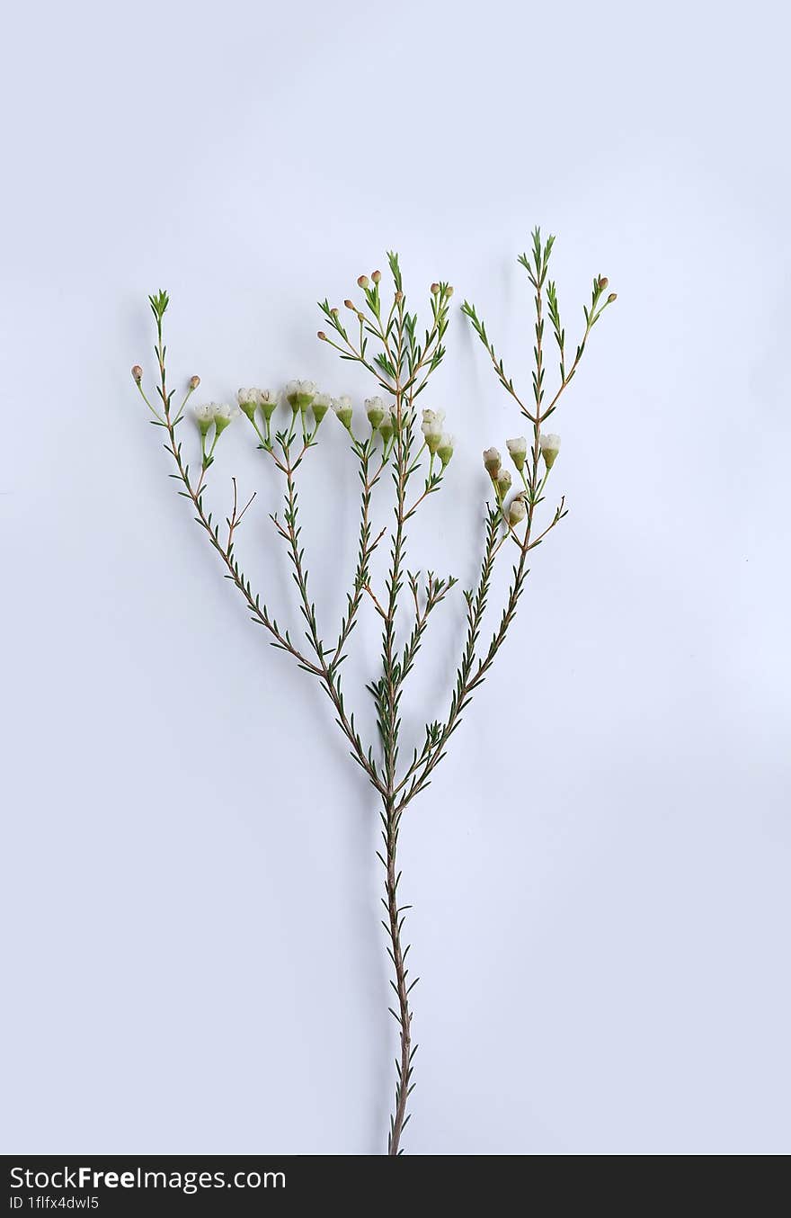 Inflorescence of Chamelaucium, waxflower, white, pink on a white background.