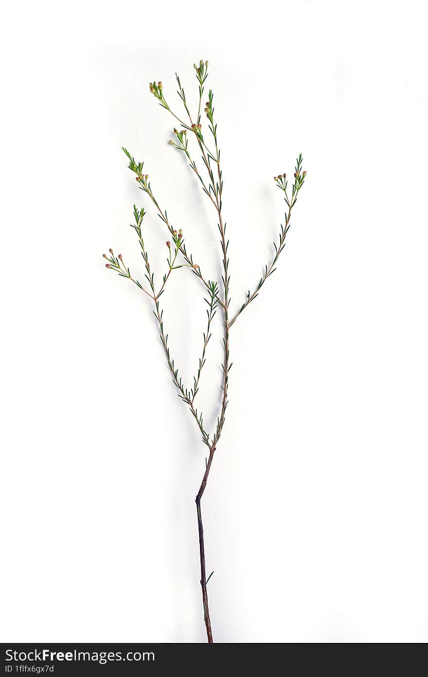 Inflorescence Of Chamelaucium, Waxflower, White, Pink On A White Background.