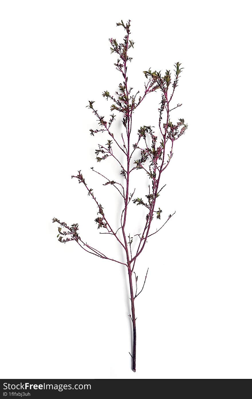 Inflorescence of Chamelaucium, waxflower,Red, pink on a white background.