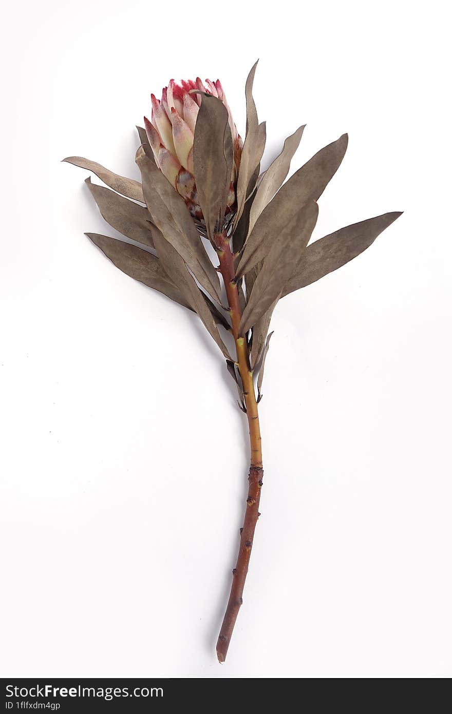 Dried King Protea Neriifolia Or Oleanderleaf Protea On A White Background For Bouquets.