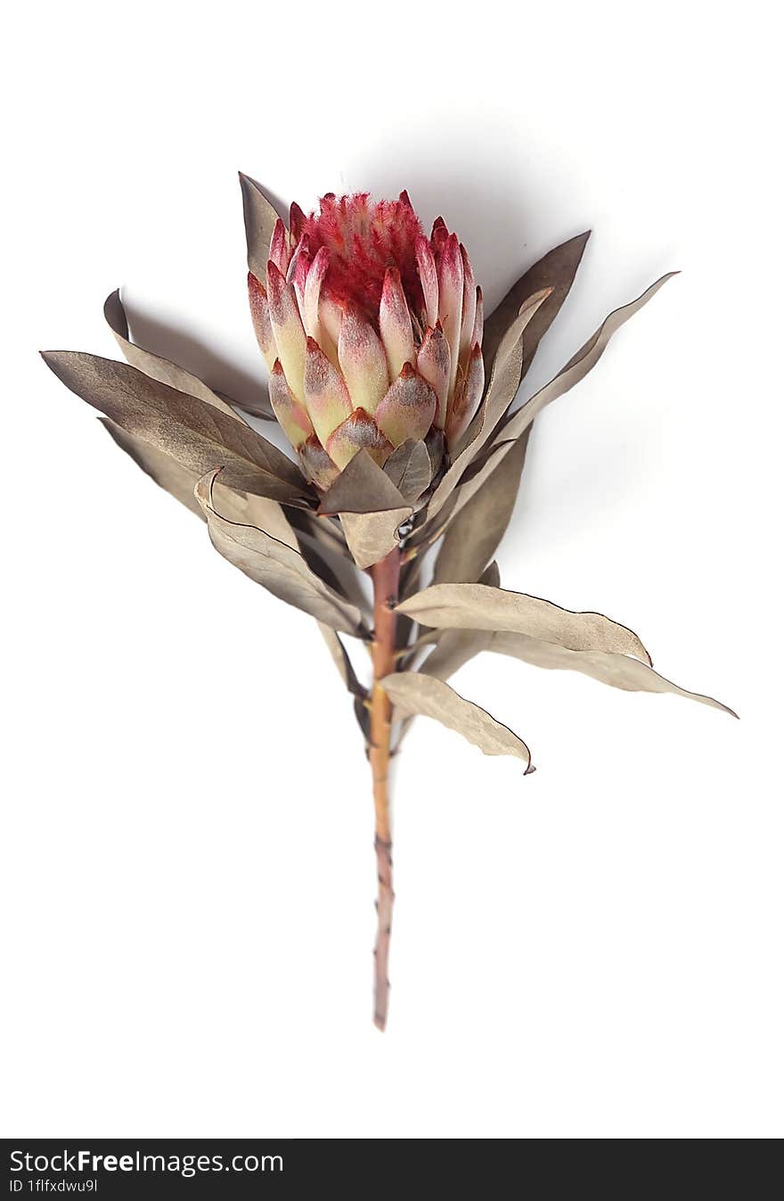 Dried King Protea Neriifolia or Oleanderleaf Protea on a white background for bouquets.