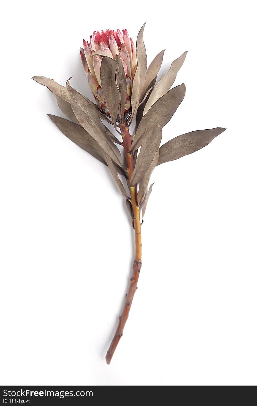 Dried King Protea Neriifolia or Oleanderleaf Protea on a white background for bouquets.