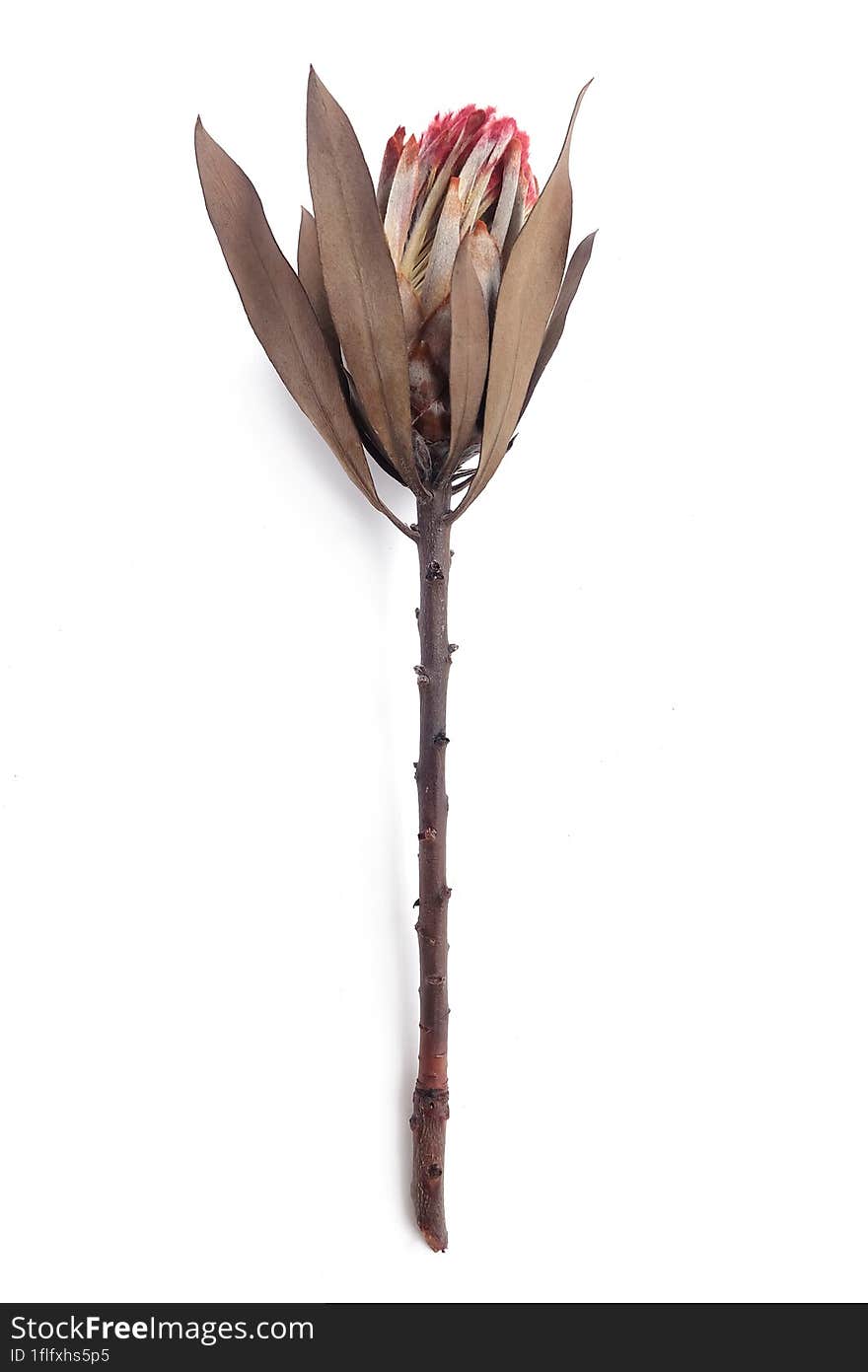 Dried King Protea Neriifolia or Oleanderleaf Protea on a white background for bouquets.