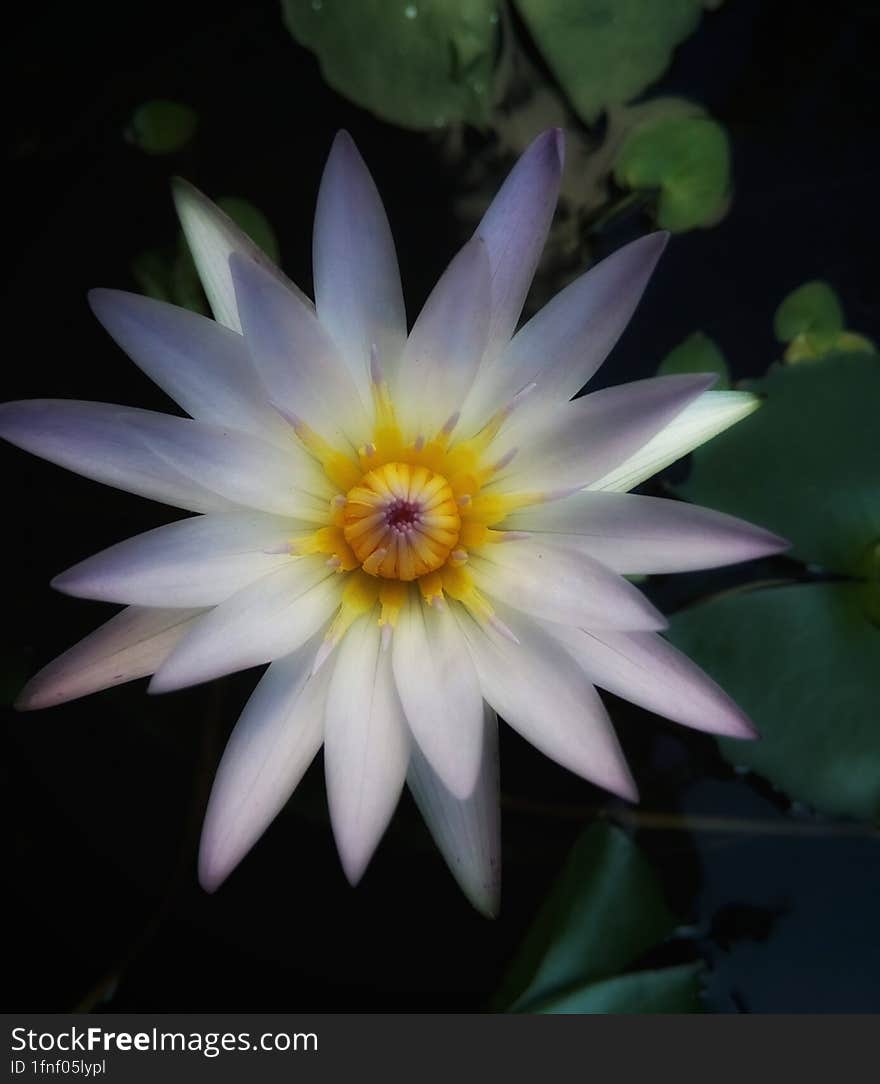 Nymphaeaceae is a family of flowering plants, commonly called water lilies.