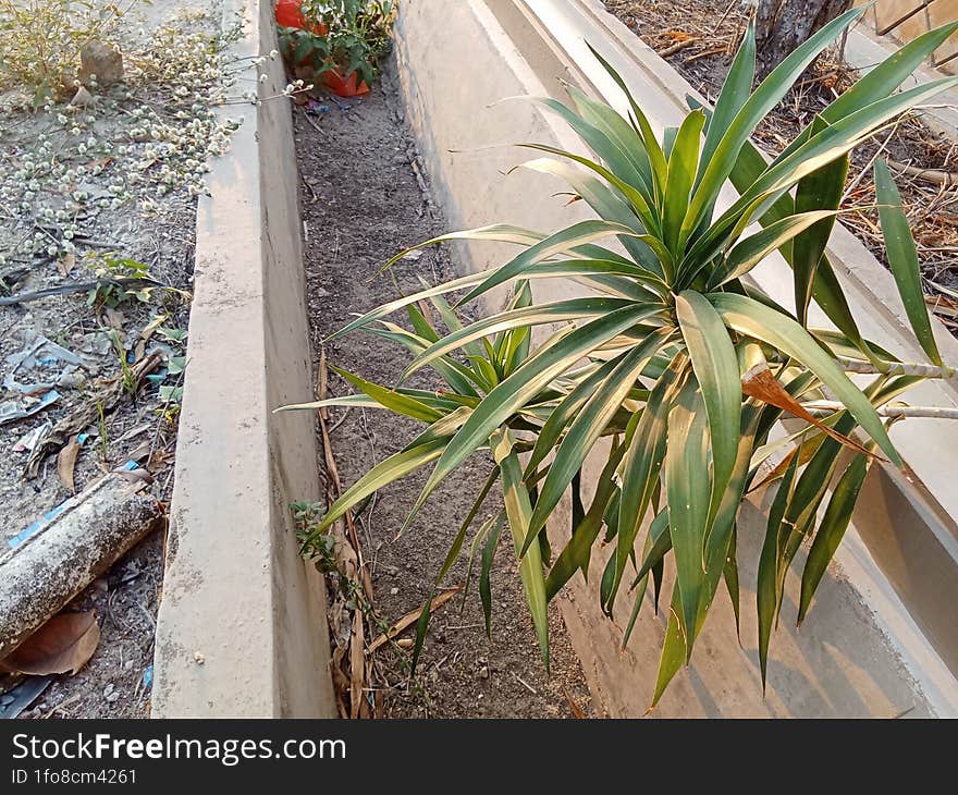 Panda plant in a dry ditch