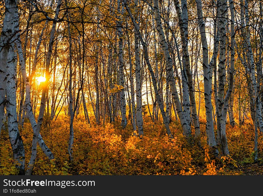 Autumn sunset in a birch grove