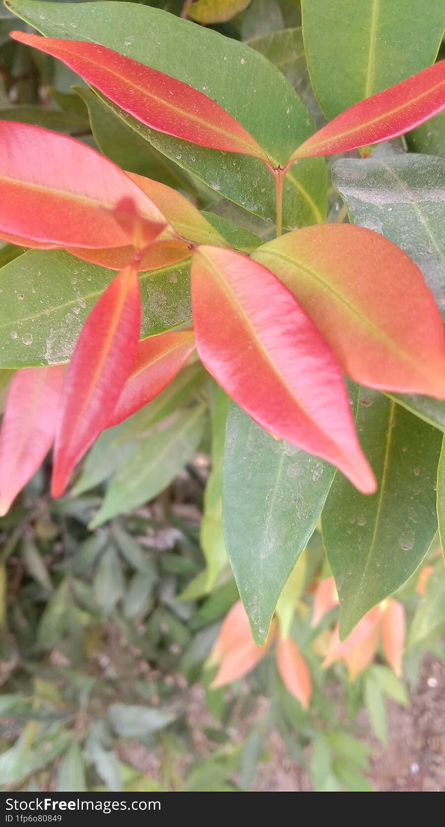 Photo of charming red leaves