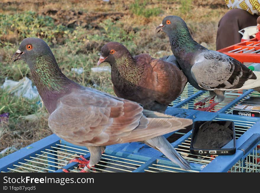 Pigeons.  three doves were seen in the cage.  Tegal, Indonesia - September 26, 2023