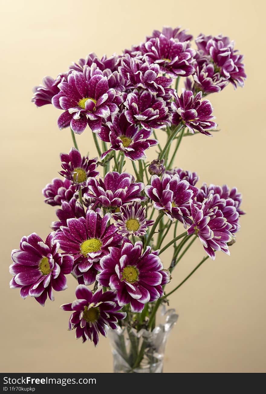 Purple Chrysanthemum branch on a pink background