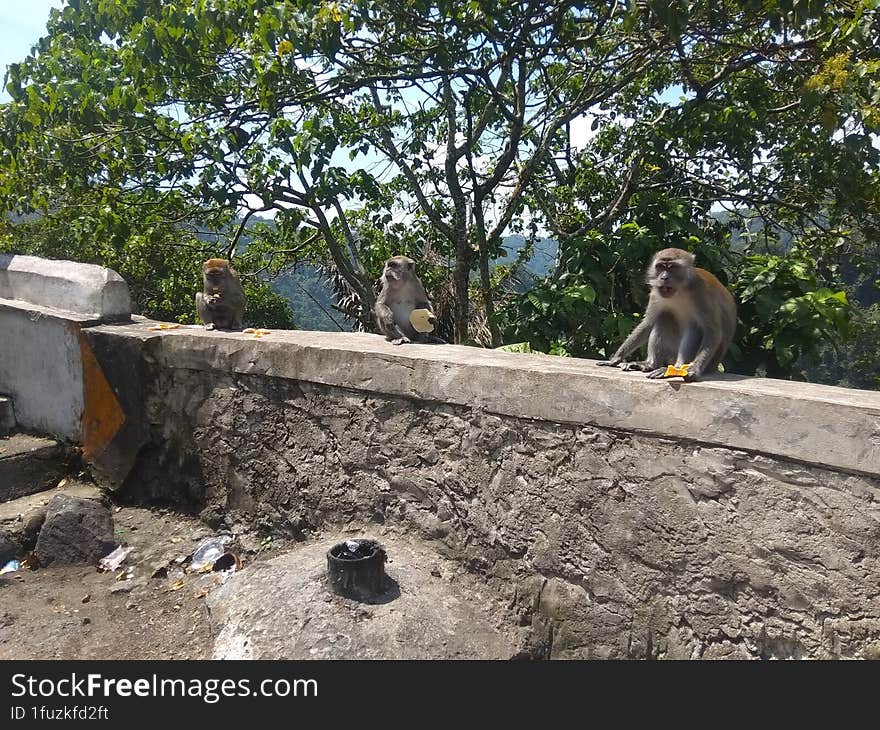 A group of monkeys on the edge of the Padang Panjang highway, West Sumatra, is an attraction for tourists who pass along the road