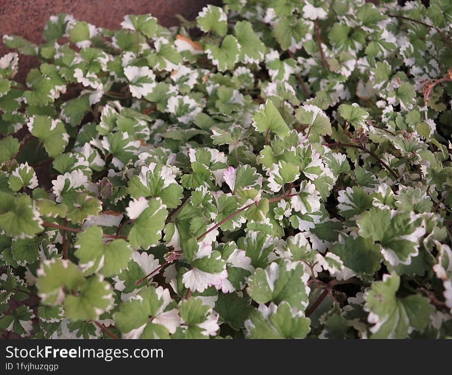 Climbing box balcony plant. Leafy plant.