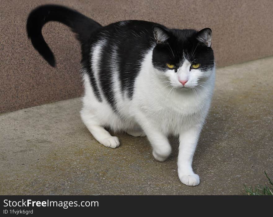 Domestic cat in the countryside by the wall.