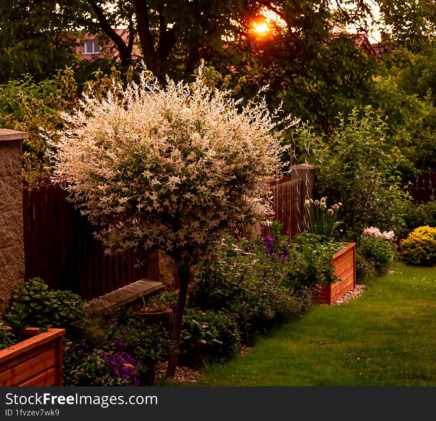 Early Evening Dazzled Garden From Sunset. The Last Rays Illuminate The Blooming Country Home Garden