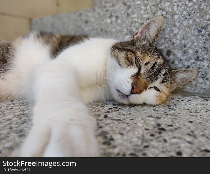 Cute and very lazy cat lying on the stairs in the hot summer