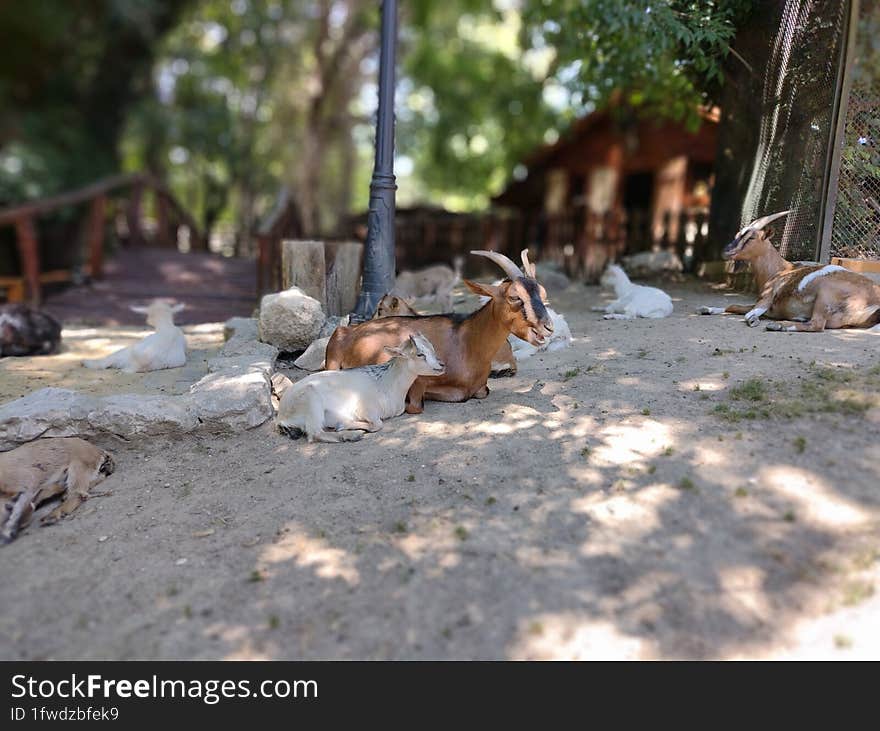 Nubian goats during hot summer rest