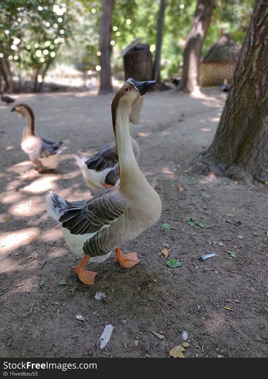 Proud goose strutting around in the yard