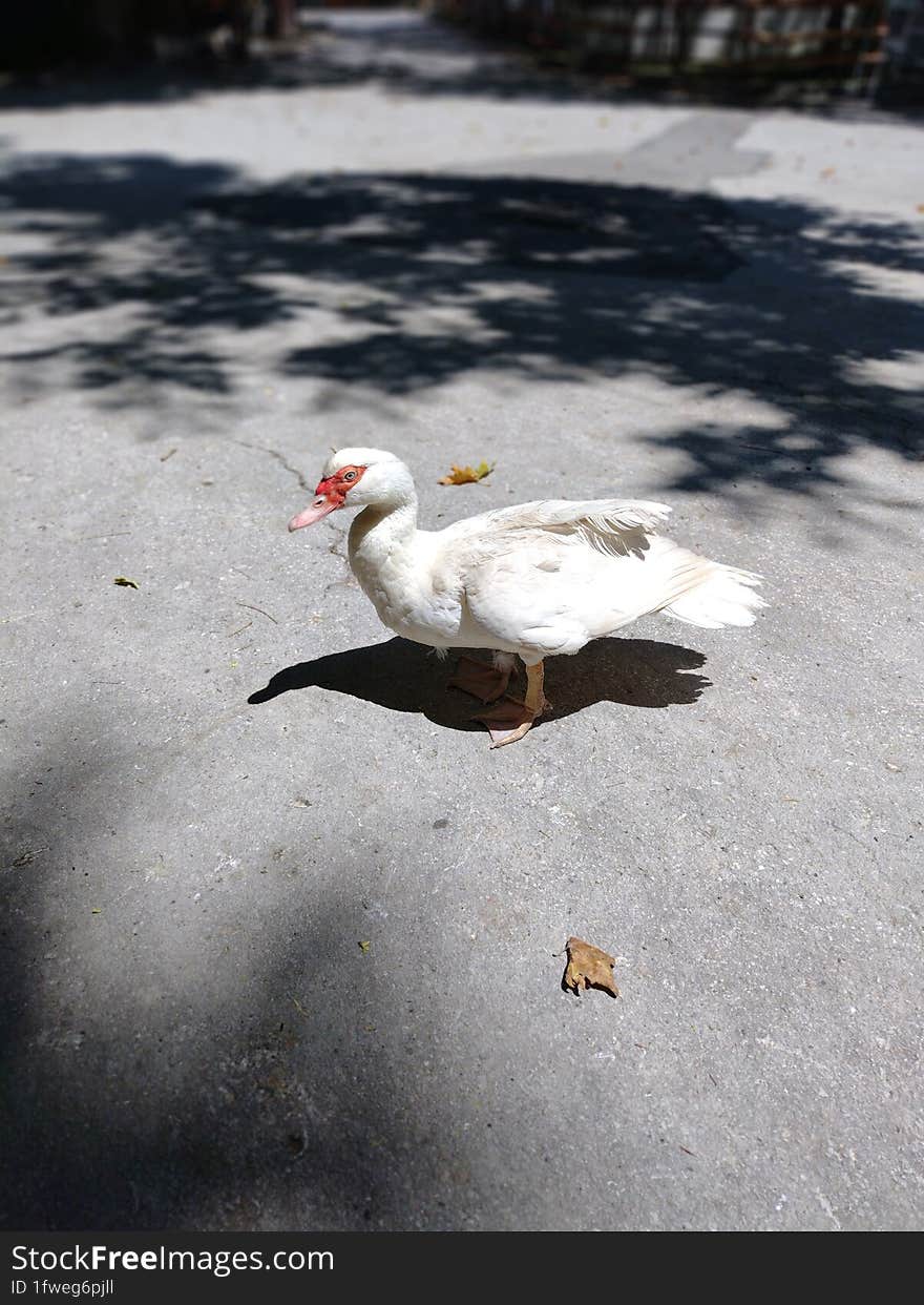 Walking duck on the pedestrian sidewalk