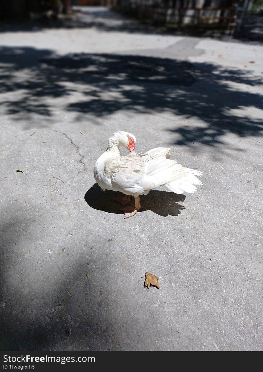 Walking duck on the pedestrian sidewalk