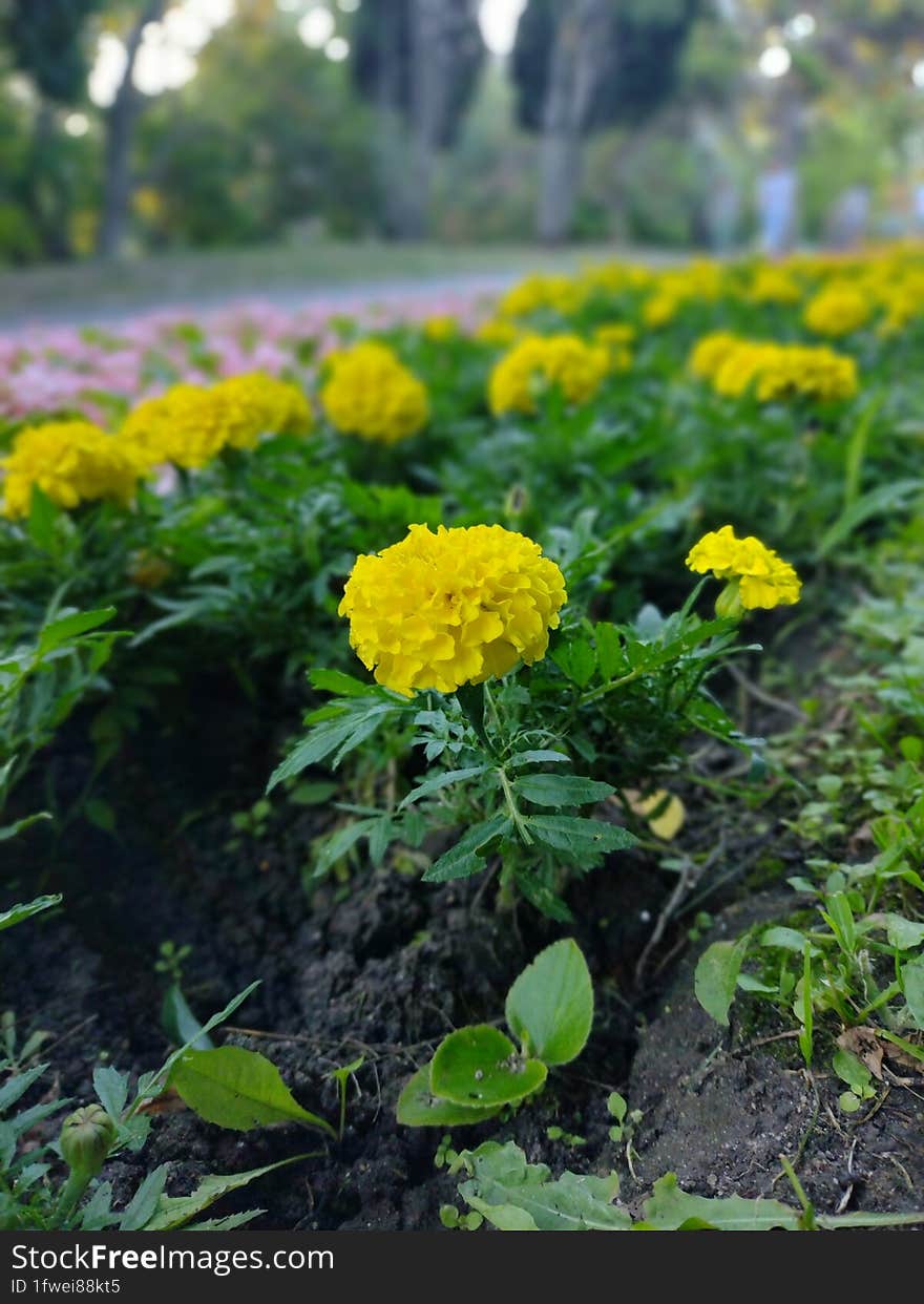 Tagetes patula, the French marigold, in the park