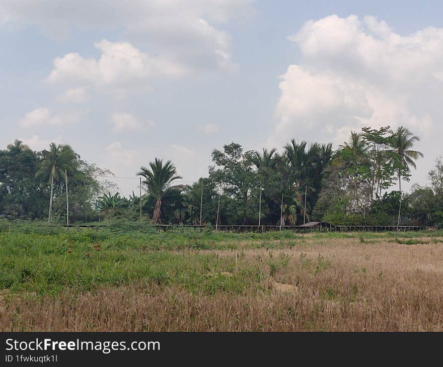 Rice fields that have been harvested become like savanna